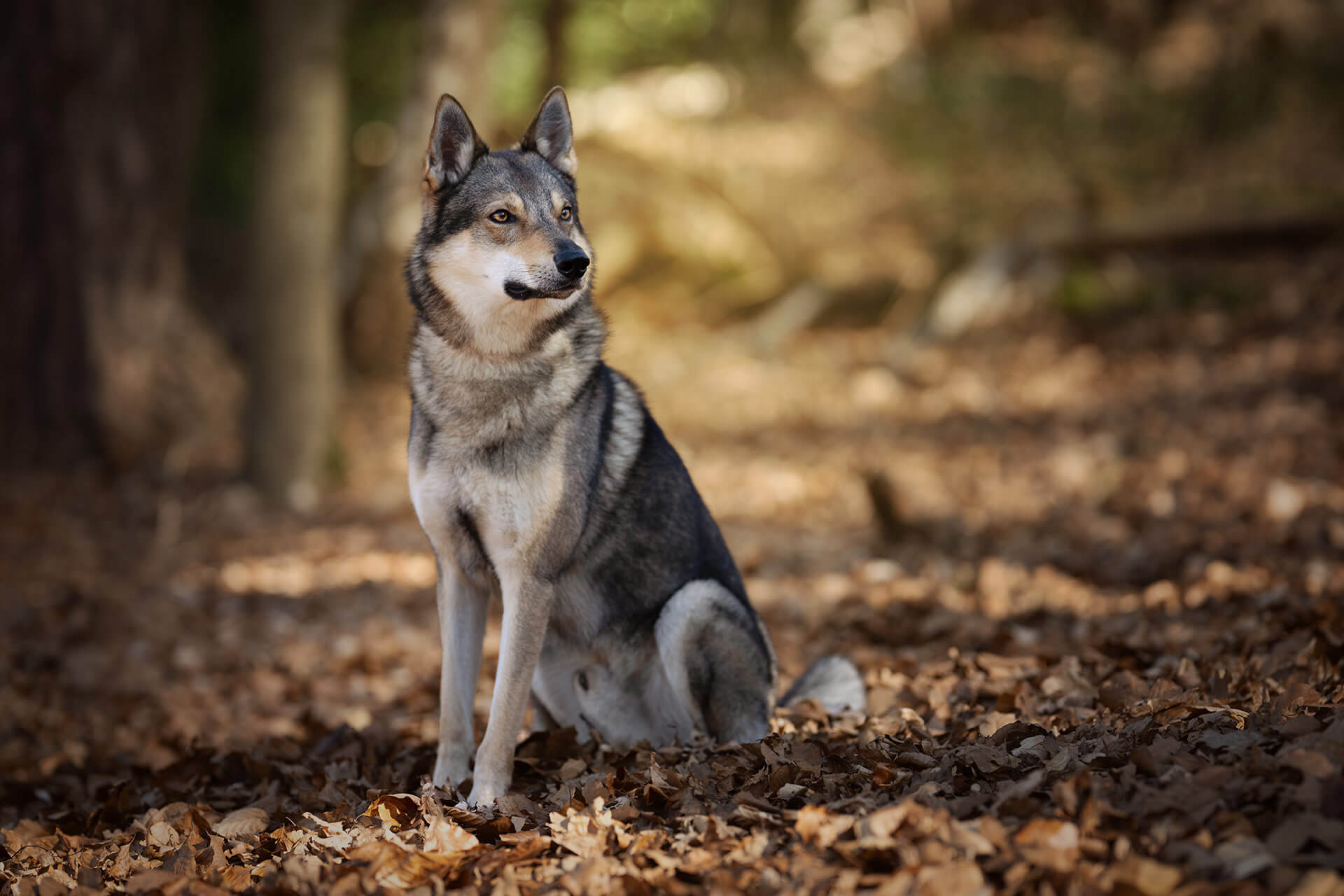 frech_pfoto_schoenheit_der_hunde_07.jpg
