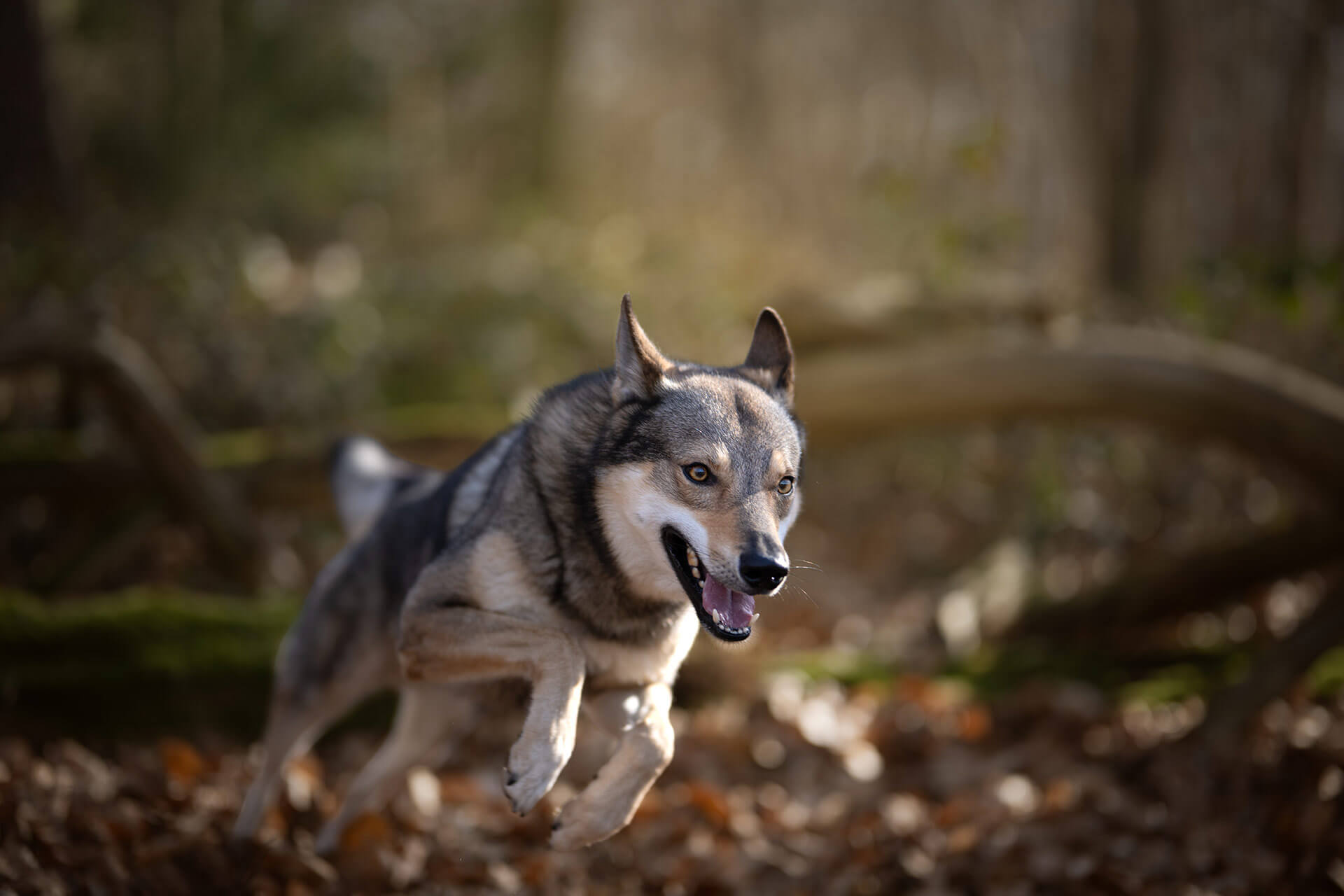 frech_pfoto_schoenheit_der_hunde_08.jpg