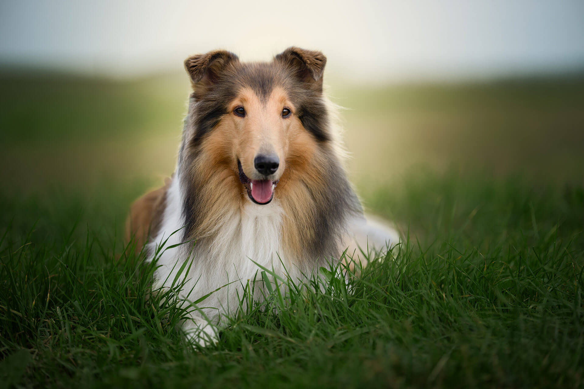 frech_pfoto_schoenheit_der_hunde_10.jpg