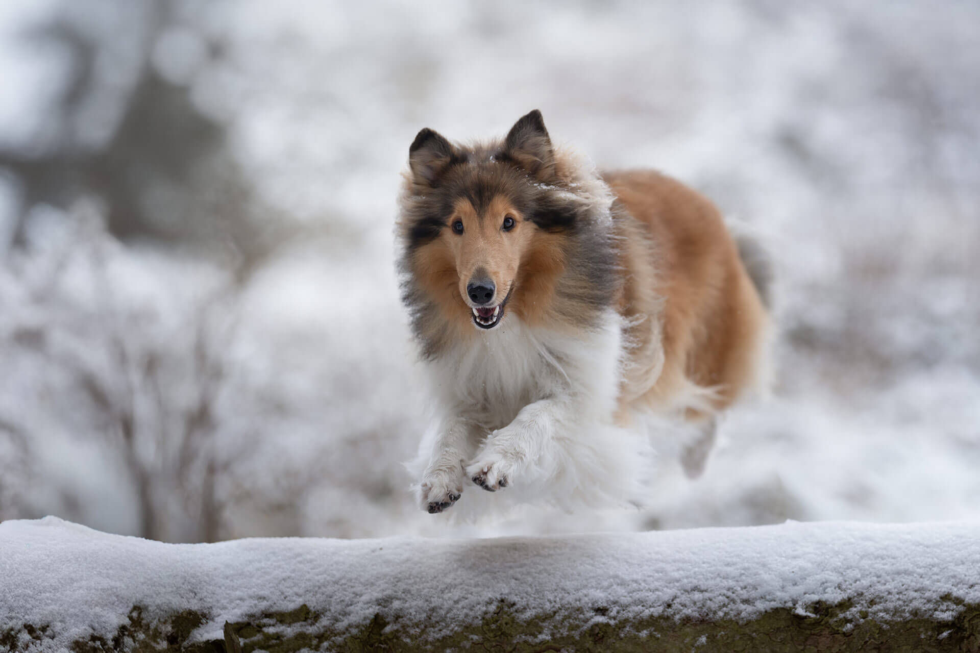 frech_pfoto_schoenheit_der_hunde_11.jpg