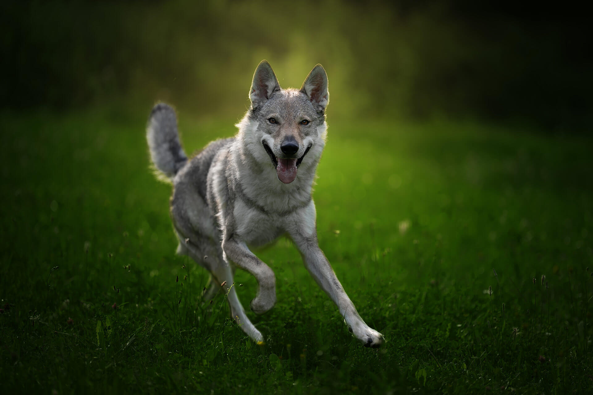 frech_pfoto_schoenheit_der_hunde_12.jpg