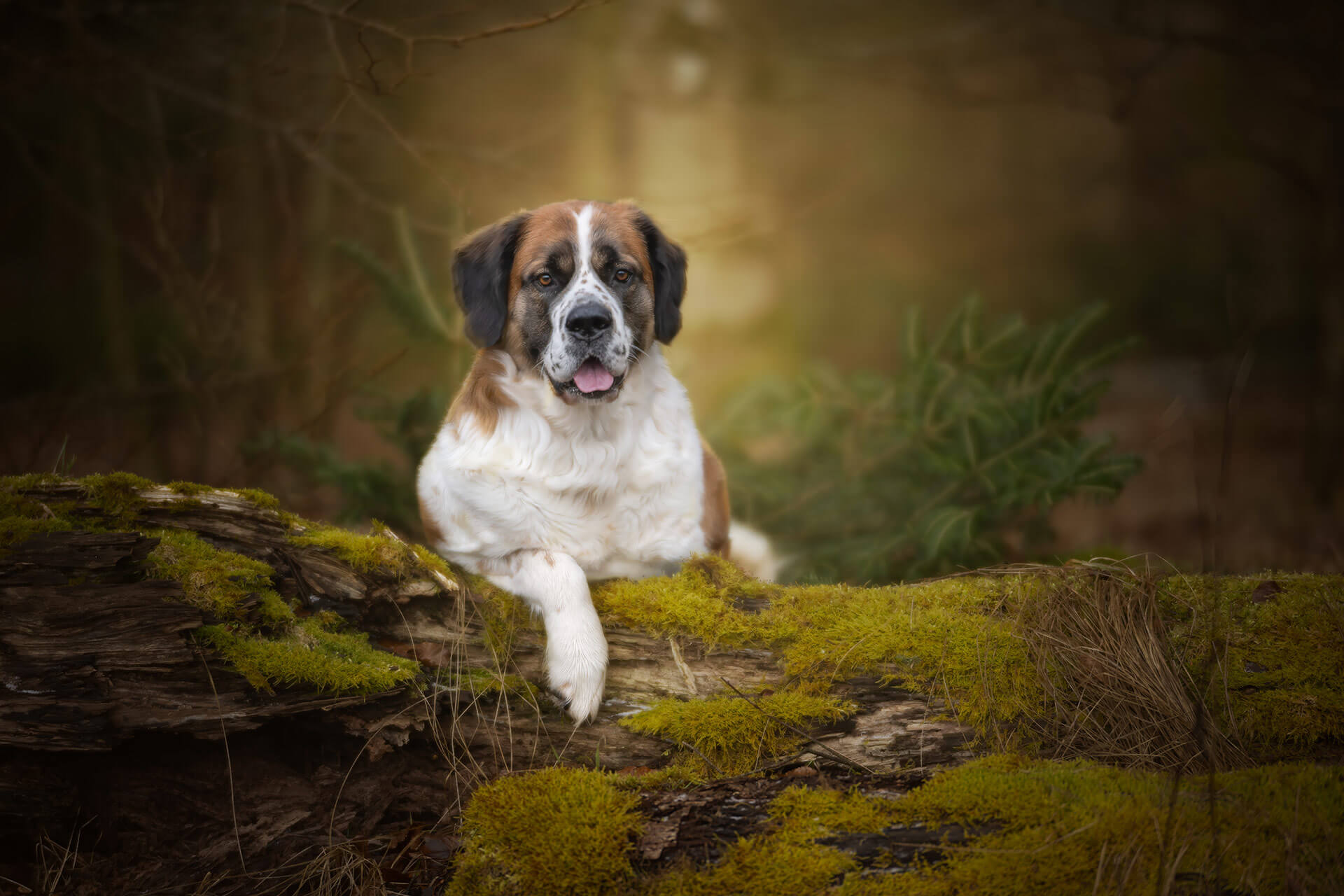 Orell - Der Hund, der die Leidenschaft neu entfachte