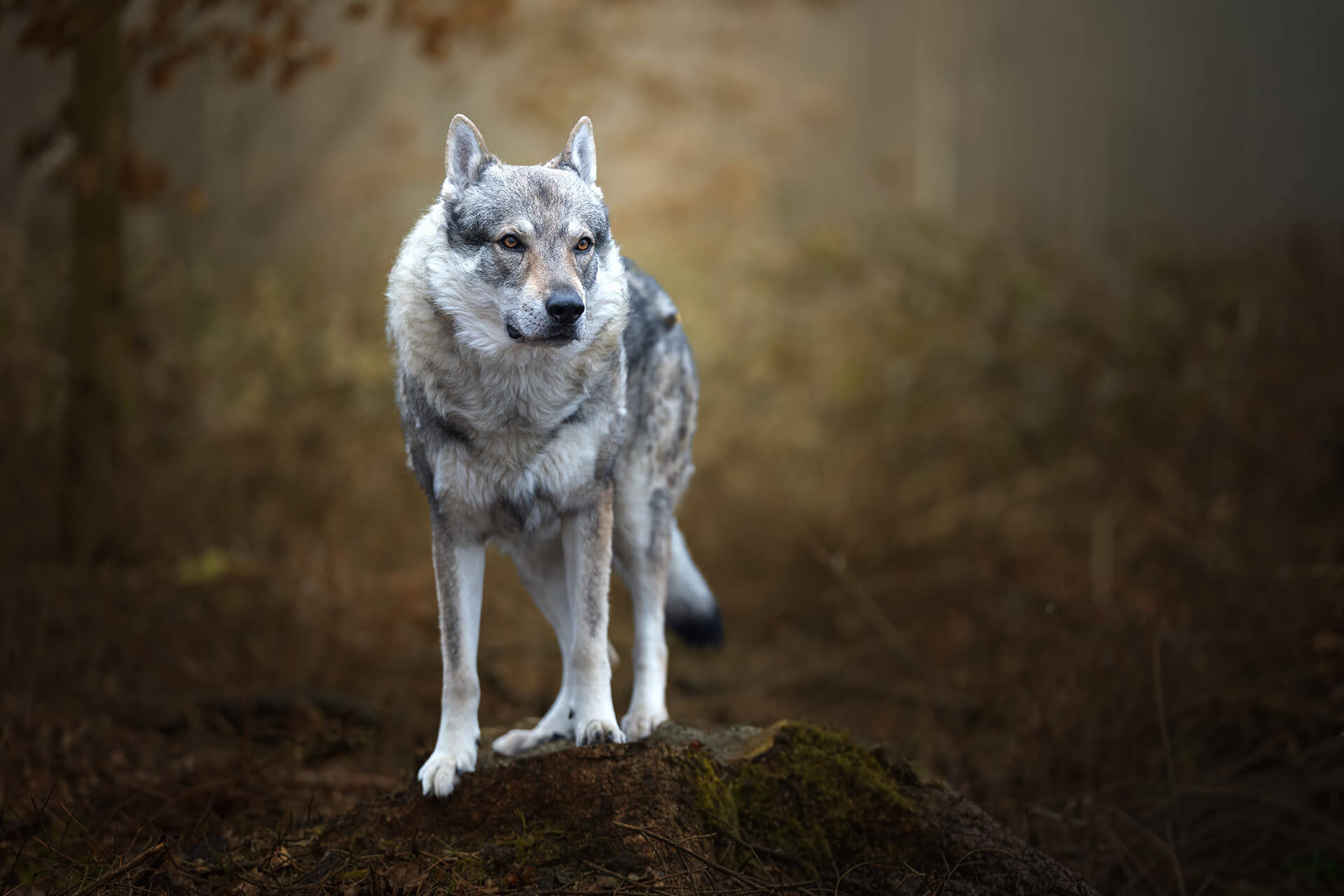 Orell - Der Hund, der die Leidenschaft neu entfachte