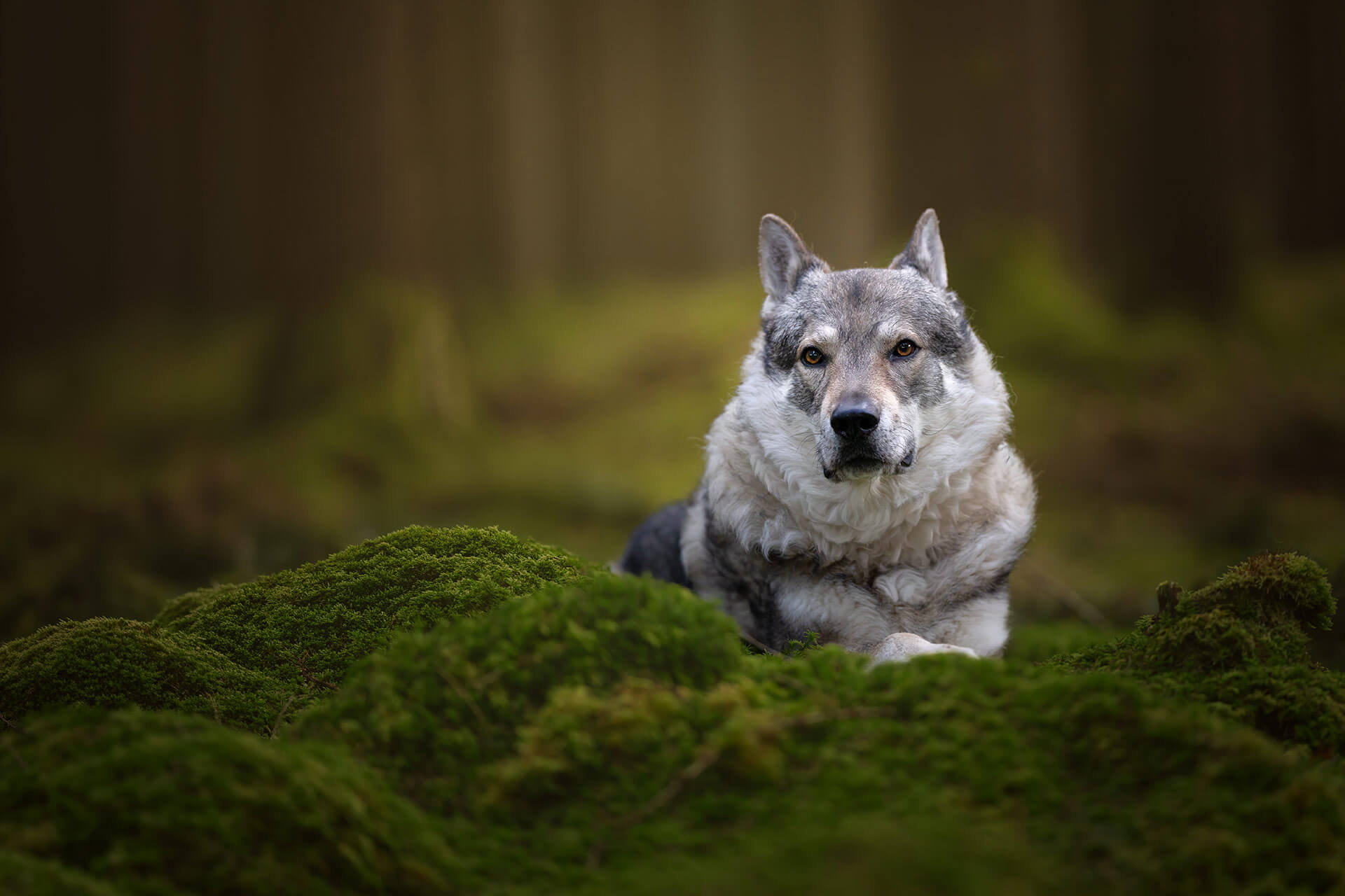 Orell - Der Hund, der die Leidenschaft neu entfachte