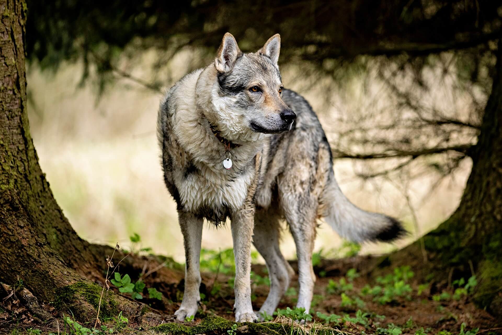 Orell - Der Hund, der die Leidenschaft neu entfachte